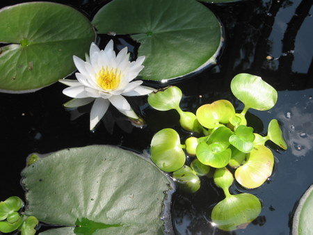 lotus-in-pond