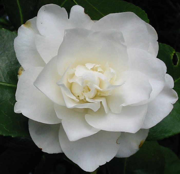 camellia-pure-white