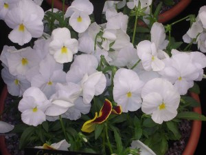 white-violets