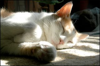 cat in sun